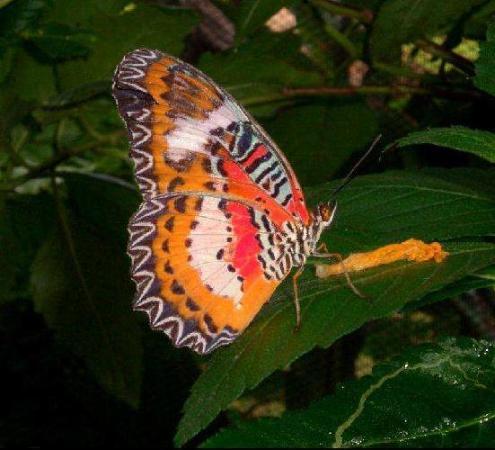 Boracay Butterfly Garden